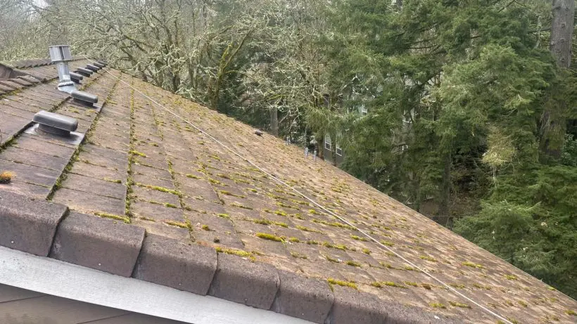 Roof Cleaning Services